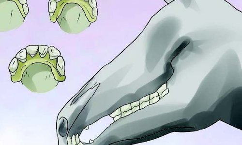 Xem Răng Ngựa, Biết Tuổi Ngựa