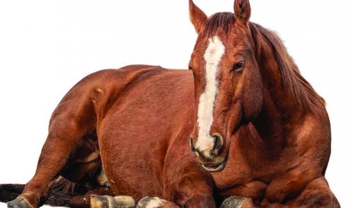 Ngựa ngủ ĐỨNG hay ngủ NẰM ?