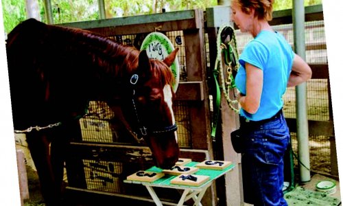 Năm Ngọ, kể chuyện lý thú về Ngựa