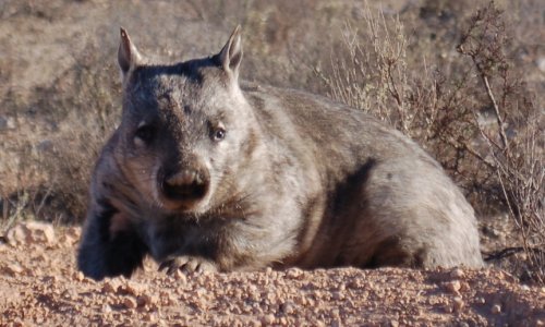 Đảng Xanh kêu gọi ra luật cấm lấp hang của gấu túi wombat giữa lúc vụ việc ở Murraylands được điều tra