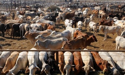 Người chăn nuôi gia súc ở Bắc Úc thắng vụ kiện kéo dài 6 năm