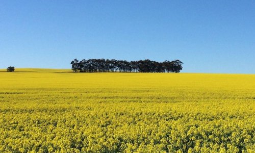 Cây trồng biến đổi gen (GM) được “bật đèn xanh” ở tiểu bang Nam Úc