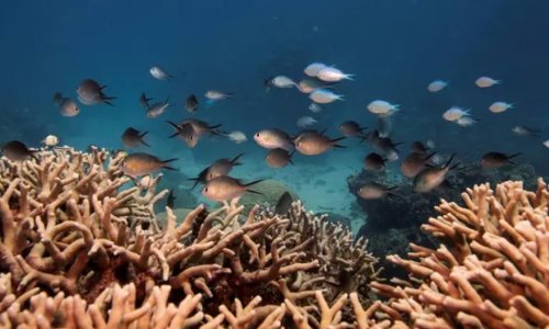Úc nghi ngờ vấn đề bảo tồn rạn san hô Great Barrier bị chính trị hóa.