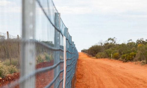 Chính Quyền Tiểu Bang NSW kêu gọi đấu thầu để dựng thêm hàng rào ngăn chó hoang trị giá 17 triệu đô-la