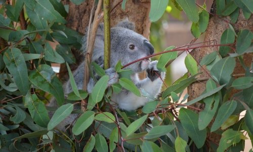Một nơi bảo tồn mới cho koala bệnh và bị thương được mở tại New South Wales