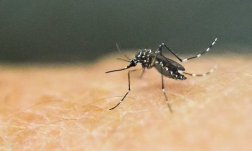 Nam Úc cảnh báo về virus lây truyền qua muỗi có thể gây chết người