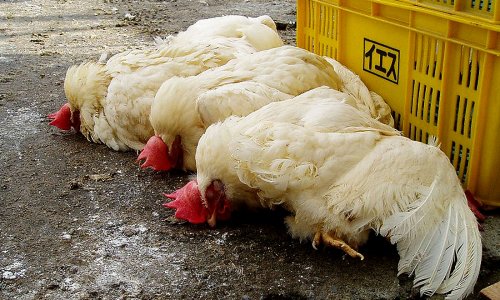 400.000 con gà và đà điểu bị tiêu hủy do dịch cúm gia cầm lây lan ở Úc