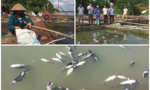 Thủy điện Hòa Bình xả lũ, người dân thiệt hại hơn 10 tấn cá