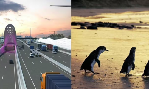 Dịch vụ hữu ích: Khám phá đường hầm khổng lồ và xem chim cánh cụt miễn phí