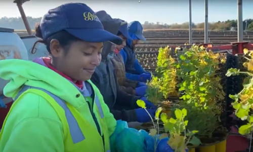 Chánh phủ Úc bị chỉ trích vì hủy cam kết giờ làm tối thiểu cho công nhân Thái Bình Dương