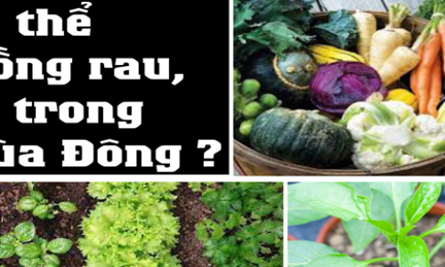 Có thể trồng rau, củ trong mùa Đông?