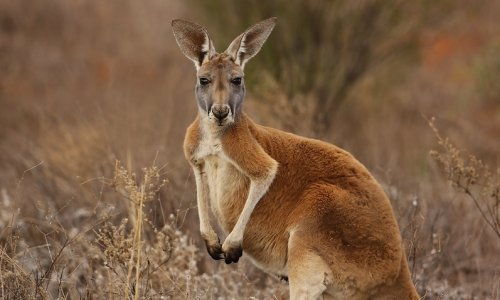 Tranh luận về kangaroo có thể khiến cho vấn đề mậu dịch thêm phức tạp
