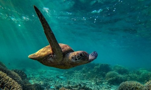 Các nhóm bảo tồn và chuyên gia bản địa hợp tác cứu động vật hoang dã biển