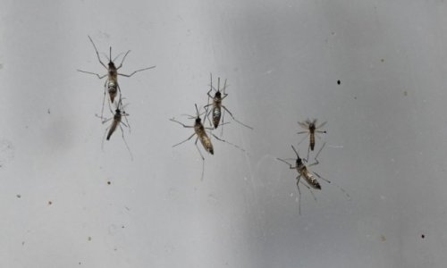 Úc tìm ra cách thức mới điều trị bệnh sốt rét