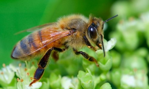 Úc: Tìm ra chất chữa ung thư từ nọc độc của loài ong mật