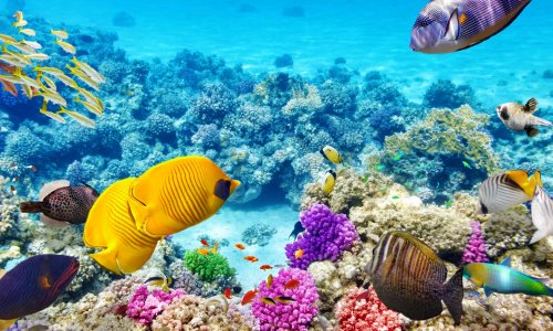 Úc mời tổ chức UNESCO đến Úc để đánh giá trực tiếp rạn san hô The Great Barrier Reef