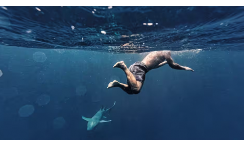 Gặp cá mập khi tắm biển tại Úc, dù sợ hãi, hãy làm những điều sau...