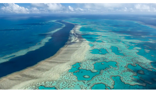 Hơn 70 phần trăm san hô bị mất ở Great Barrier Reef