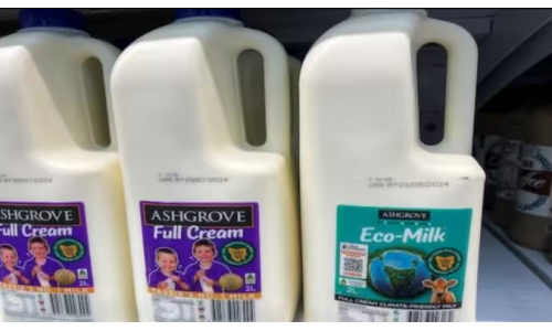“Sữa sinh thái” sản phẩm từ những con bò ăn rong biển ở Tasmania