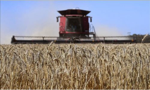 Phát hiện gene giúp sản xuất lúa mì phẩm chất cao hơn.