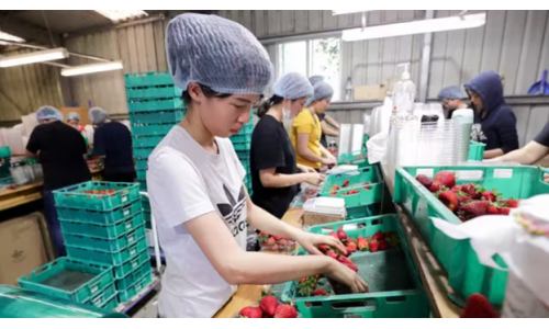 Chọn nghề gì: Làm farm tại Úc - công việc, trải nghiệm thực tế và cơ hội visa