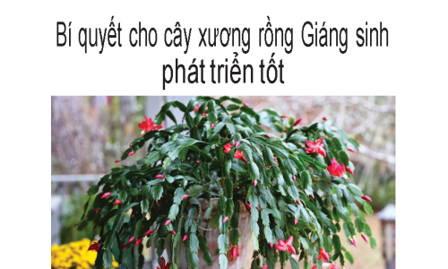 Bí quyết cho cây xương rồng Giáng sinh phát triển tốt.