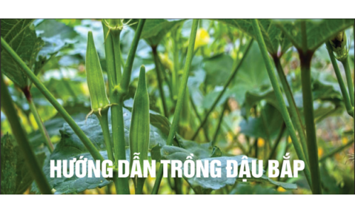 Làm vườn là 1 thú vui: - HƯỚNG DẪN TRỒNG ĐẬU BẮP