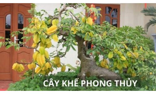 Trồng cây khế cực tốt về phong thủy, đặc biệt người tuổi này, mệnh này trồng cây khế cực giàu