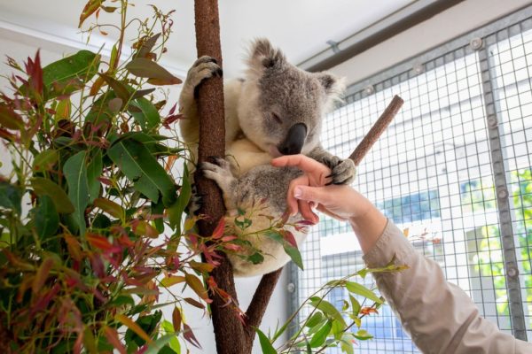 Gấu túi Koala có thể giúp con người chống lại căn bệnh tình dục phổ biến nhất
