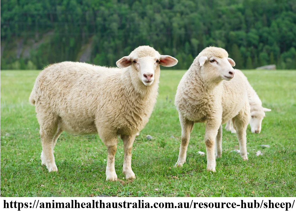 Bạn Biết Gì Về Con Chiên/Cừu - Sheep? (2)