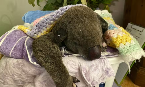 4,5 triệu đô la đầu tư cho việc bảo tồn koala ở NSW