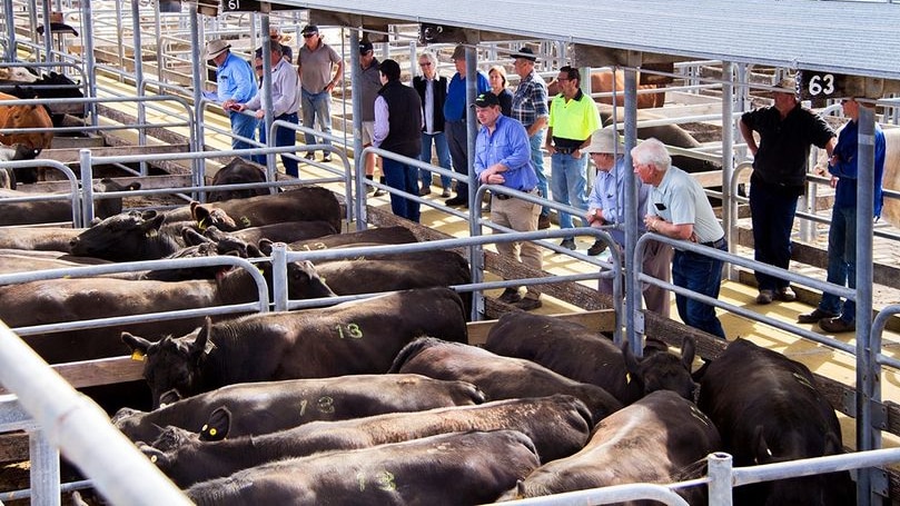 Chợ bán gia súc Millicent Saleyards đóng cửa sau khi phải cạnh tranh với các chợ bán gia súc trực tuyến.