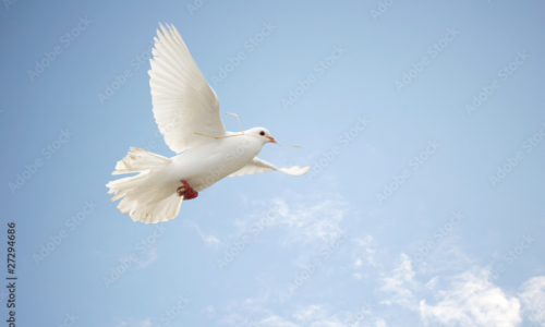 Bạn Biết Gì Về Chim Bồ Câu- Doves/Pigeons?