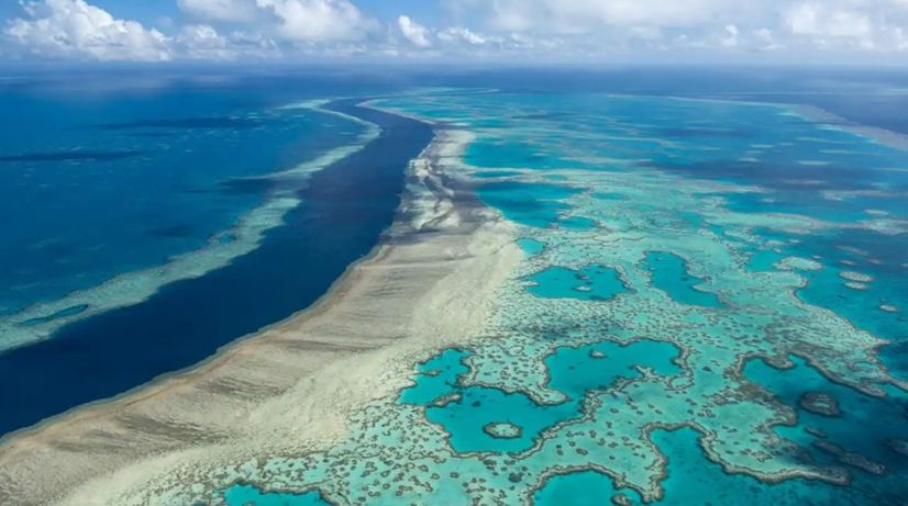 Hơn 70 phần trăm san hô bị mất ở Great Barrier Reef