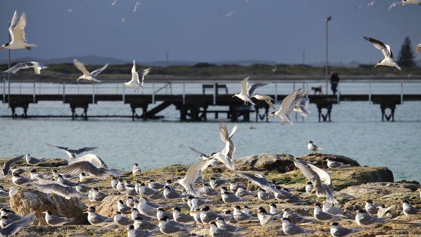 Tổ chức Birds SA cho biết biến đổi khí hậu lần đầu tiên đưa những loài chim quý hiếm vào bờ biển Nam Úc