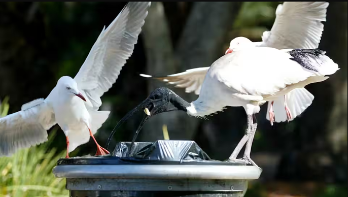 Một người đàn ông ở Sydney bị cáo buộc bắt chim ibis để làm thịt