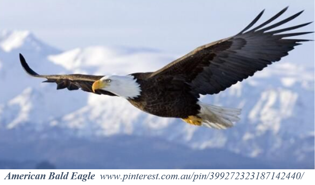 Bạn Biết Gì Về Chim Đại Bàng - Eagles?
