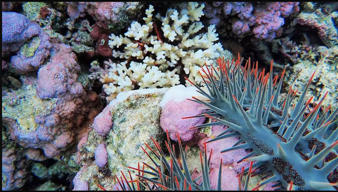 Vũ khí bí mật của loài sao biển gai ăn san hô