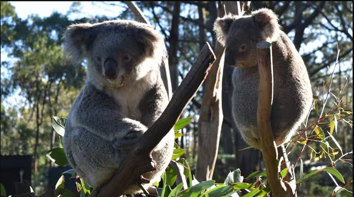 ‘Cứu koala’ lại trở thành chủ đề chính trong tháng tới