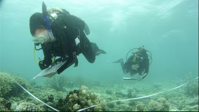 Cứu rặng san hô Great Barrier thông qua du lịch