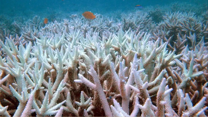 UNESCO đề nghị đưa Great Barrier Reef vào danh sách nguy hiểm, Úc muốn có cơ hội sửa chữa