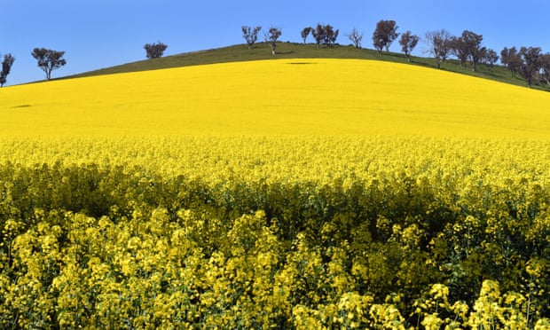 Tiểu Bang New South Wales gỡ bỏ lệnh cấm với cây trồng biến đổi gen.