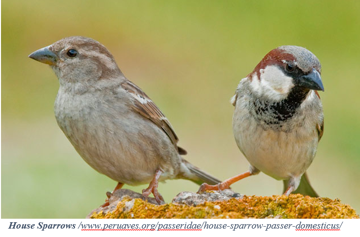Bạn Biết Gì Về Chim Sẻ - Sparrows?