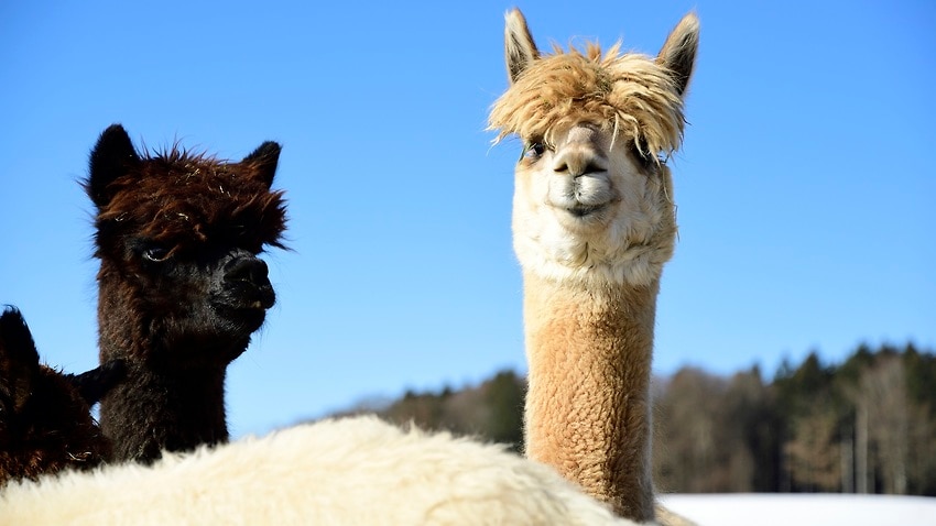 Lạc đà không bướu lông len- Alpaca có thể giữ chìa khóa cho việc chữa trị coronavirus