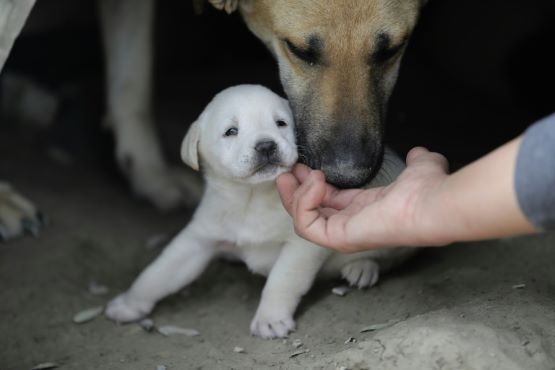 Nạn lừa đảo mua chó trực tuyến bùng nổ tại Úc.