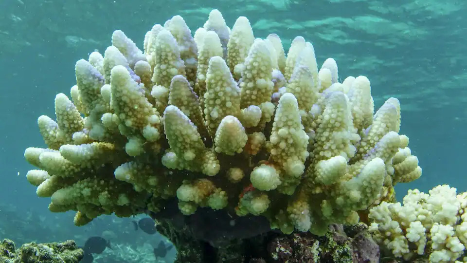 Dấu hiệu san hô mới cho thấy nhiều hứa hẹn tại rặng san hô Great Barrier Reef