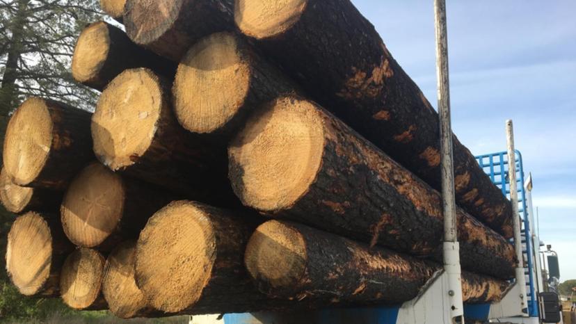Lệnh cấm của Trung Quốc khuấy lên lời  kêu gọi đại tu ngành công nghiệp chế biến gỗ