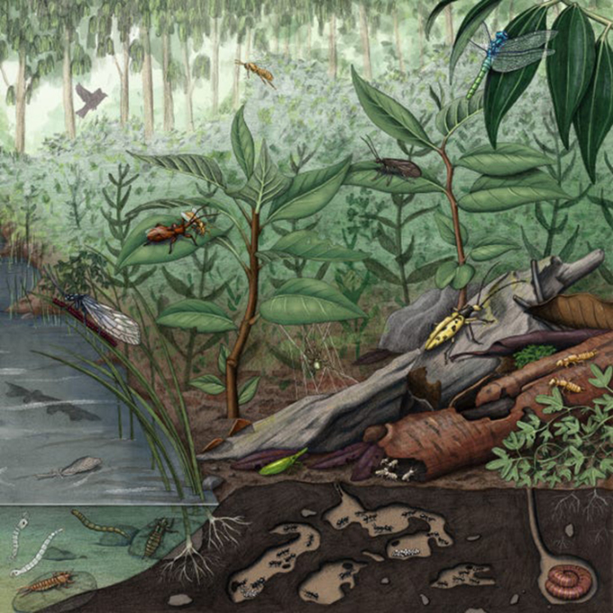 Khai quật kho báu hóa thạch chứa 2,000 mẫu vật ở Úc