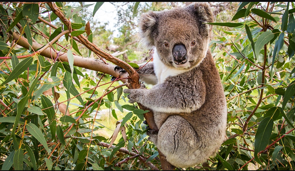 Chính phủ liên bang hứa hẹn 50 triệu đô la nhằm cứu vãn koala khỏi bị tận diệt