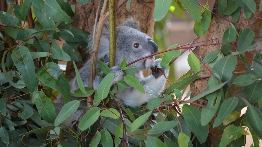 Một nơi bảo tồn mới cho koala bệnh và bị thương được mở tại New South Wales